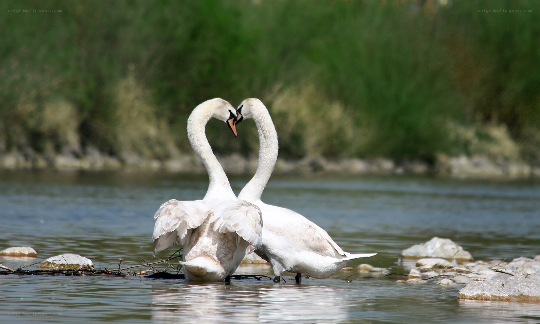 Swans forming a heart shape