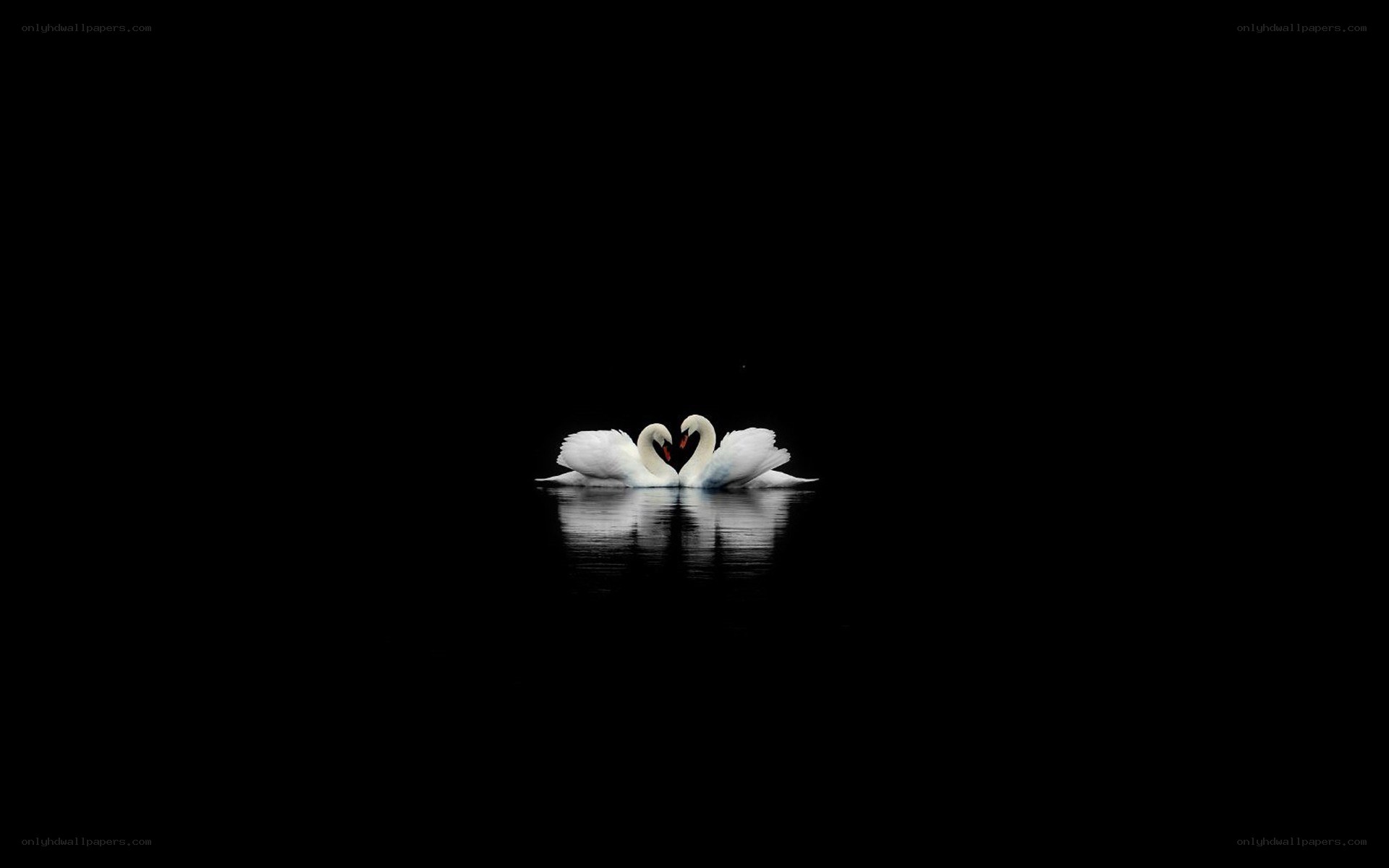 Swans forming a heart shape