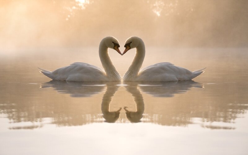 Swans forming a heart shape