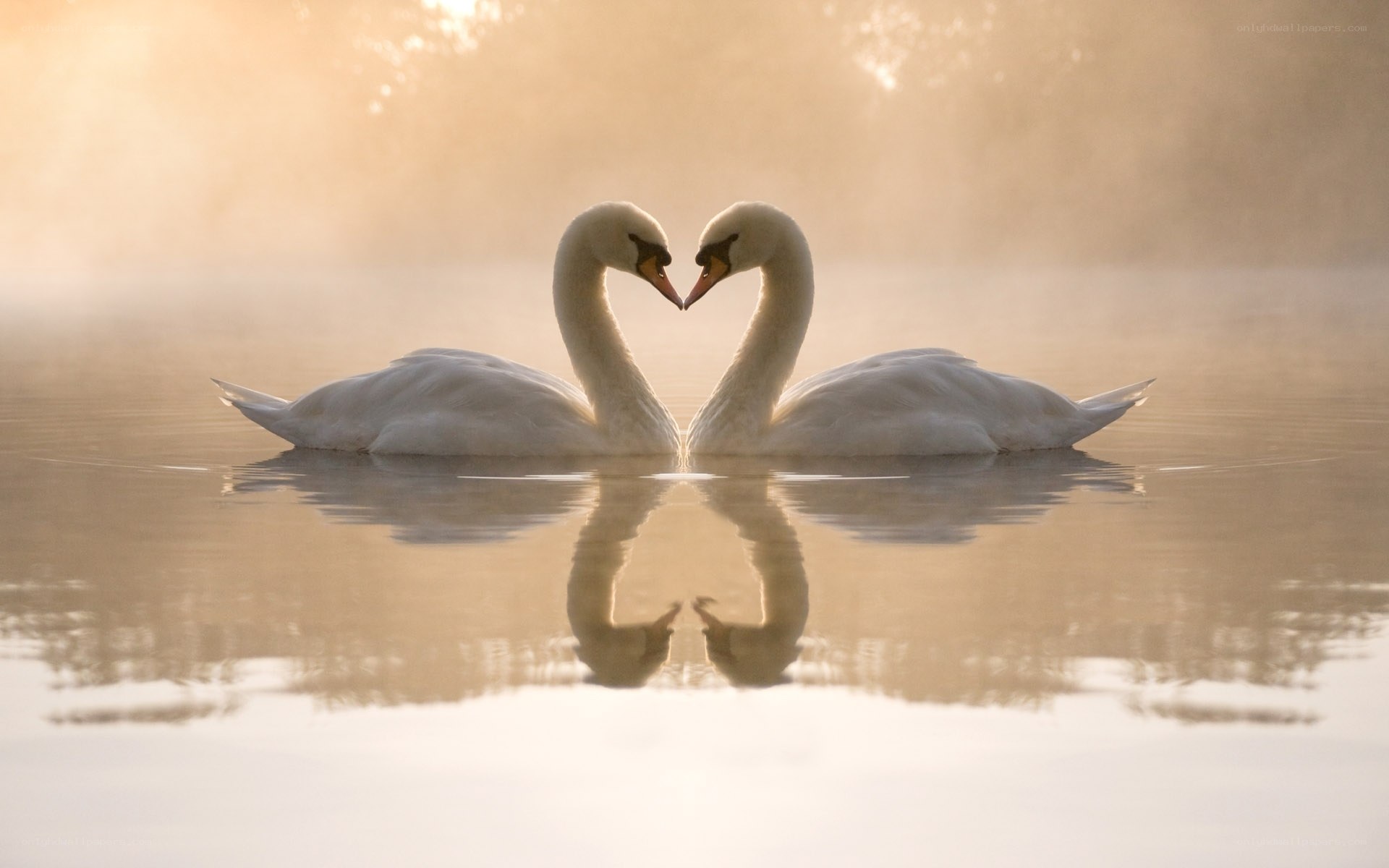 Swans forming a heart shape