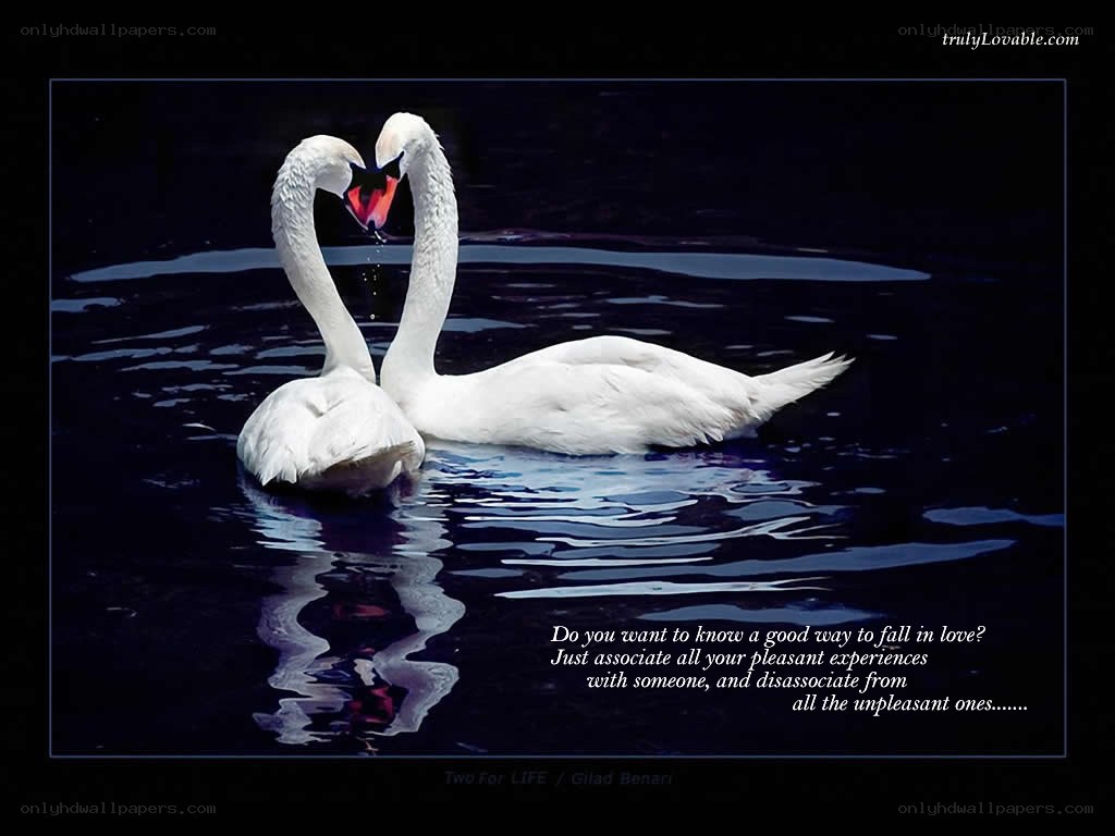 Swans forming a heart