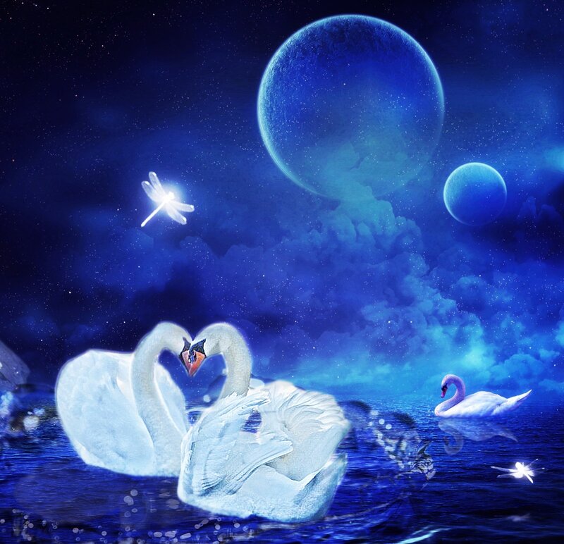 Swans Forming Heart Shape — Blue