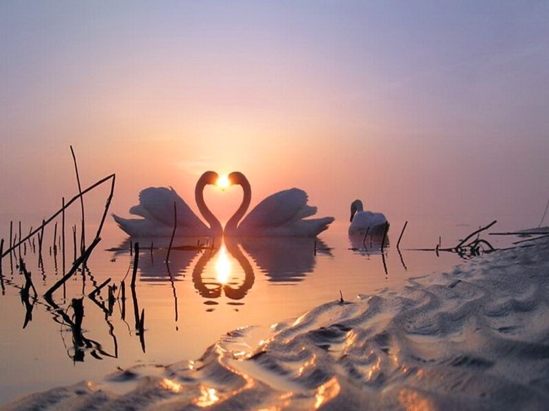 Swans Forming Heart Shape — Orange, Serene, Sunset