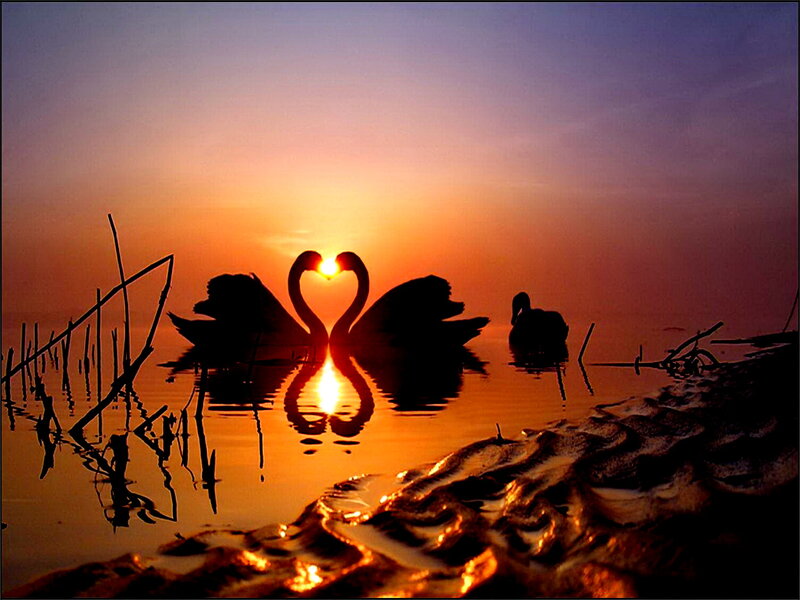 Swans Forming Heart Shape — Orange, Serene