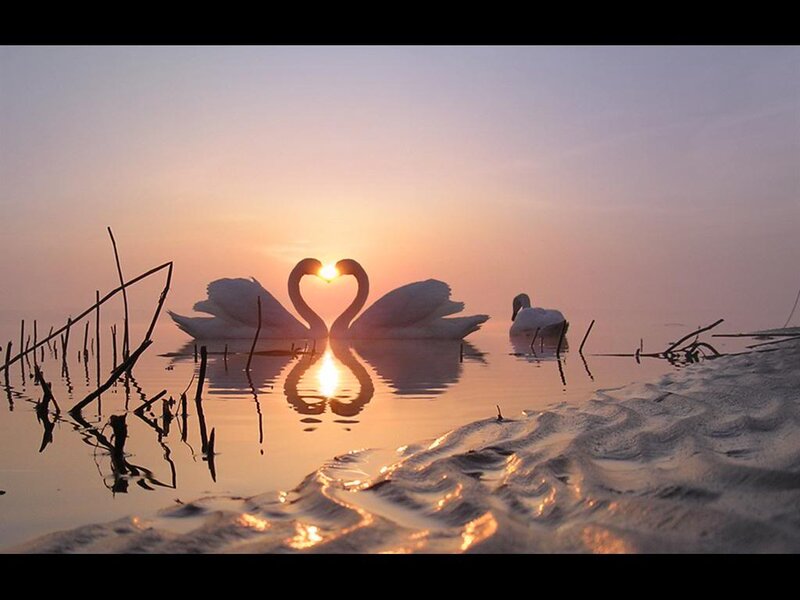 Swans Forming Heart Shape — Orange