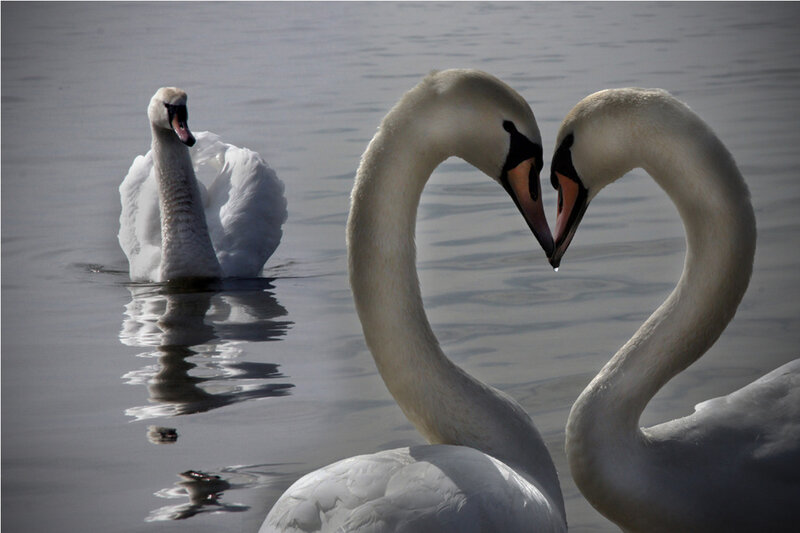 Swans Forming Heart Shape — White