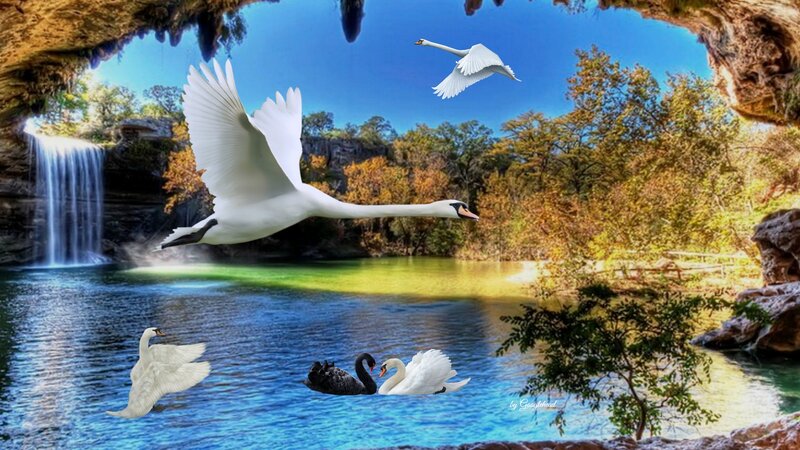 Swans in a Canyon