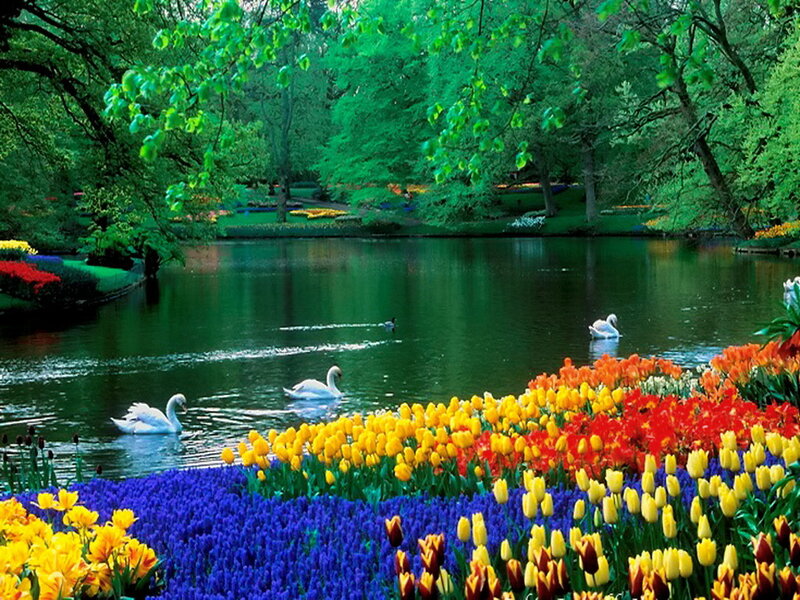 Swans in a Flower Garden