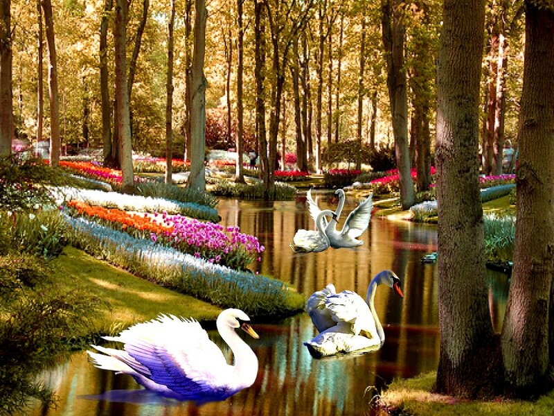 Swans in a Forest Pond — Green