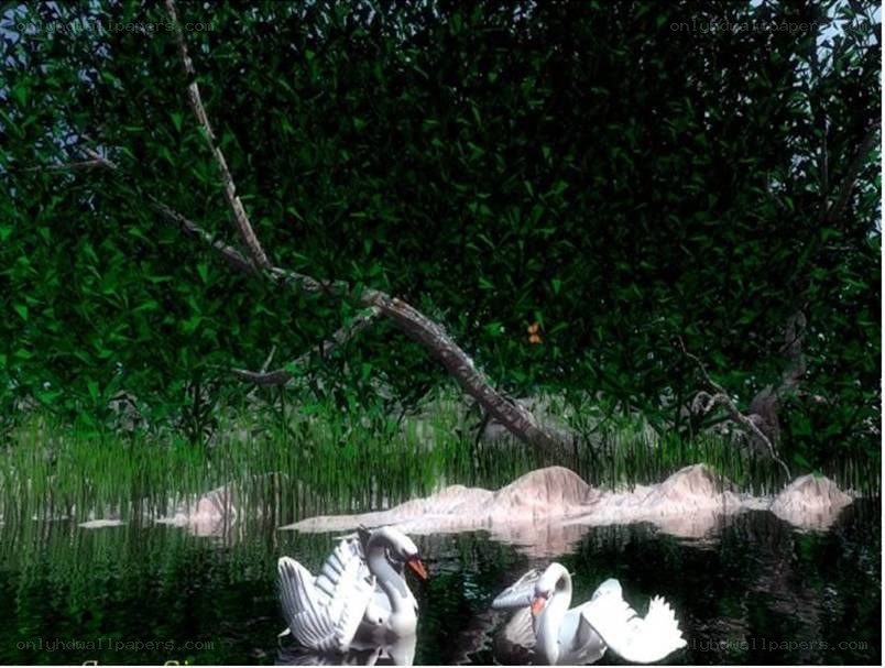 Swans in a forest pond