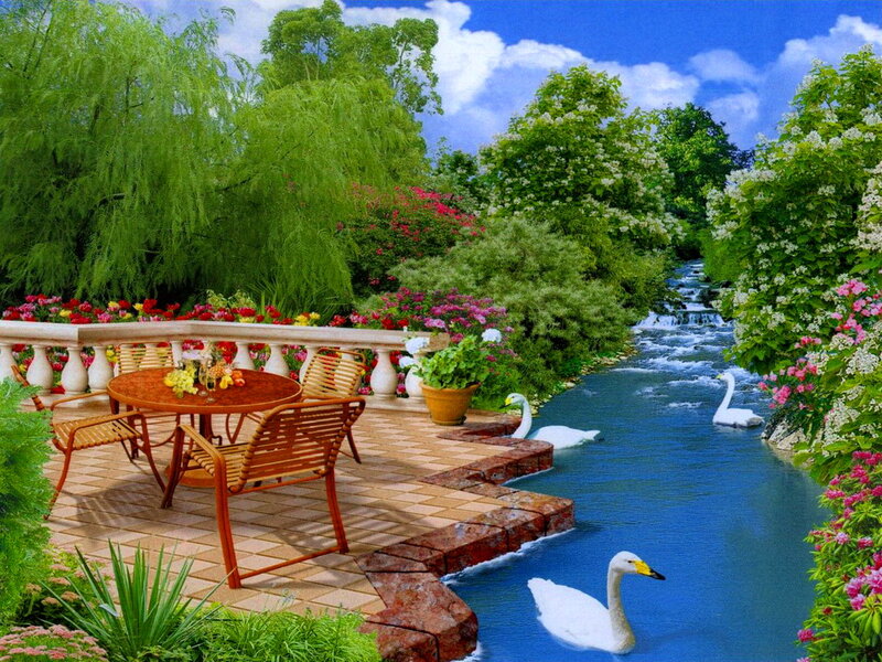 Swans in a Garden