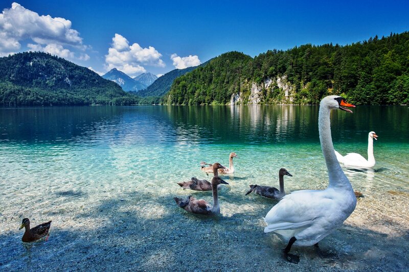 Swans in a Lake — Blue, Serene