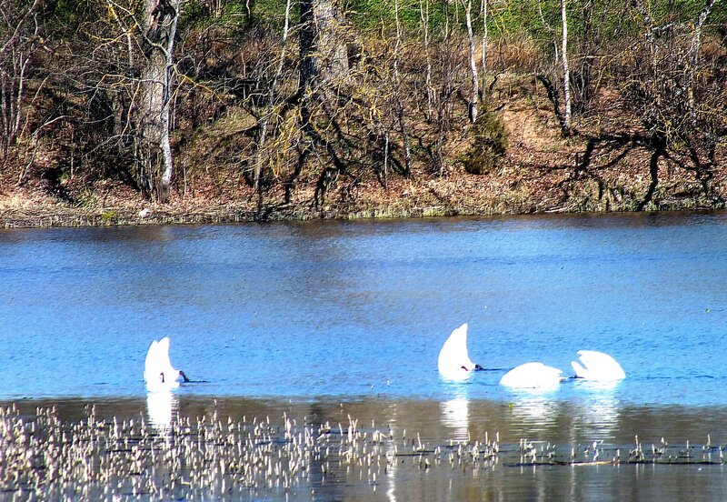 Swans in a Lake — Blue