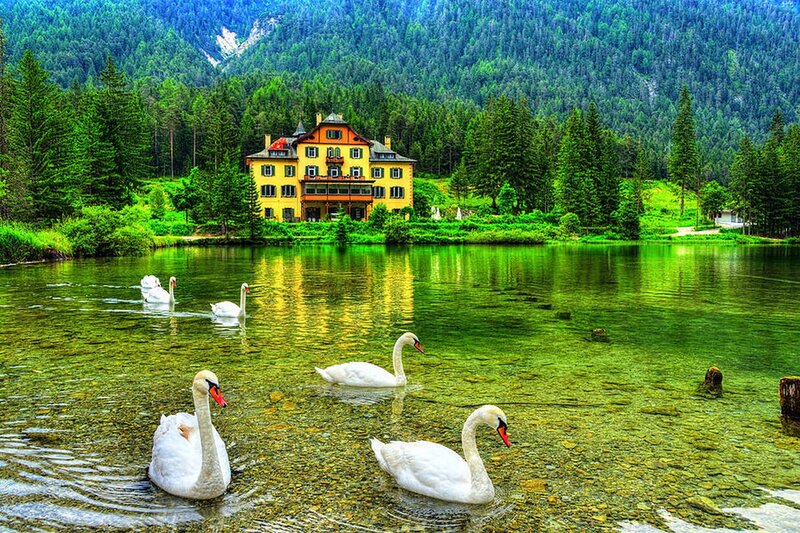 Swans in a Lake — Green, Serene