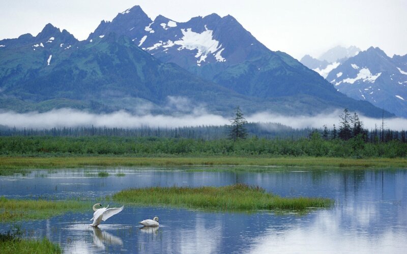 Swans in a Marsh — Blue