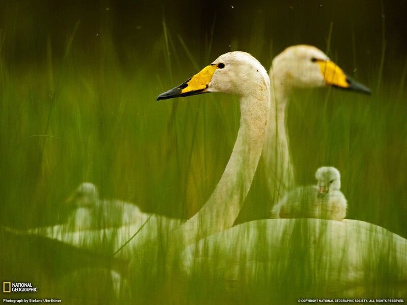 Swans in a marsh