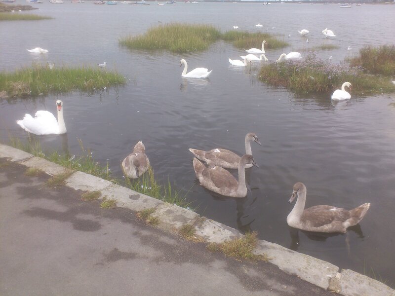 Swans in a Marsh — White