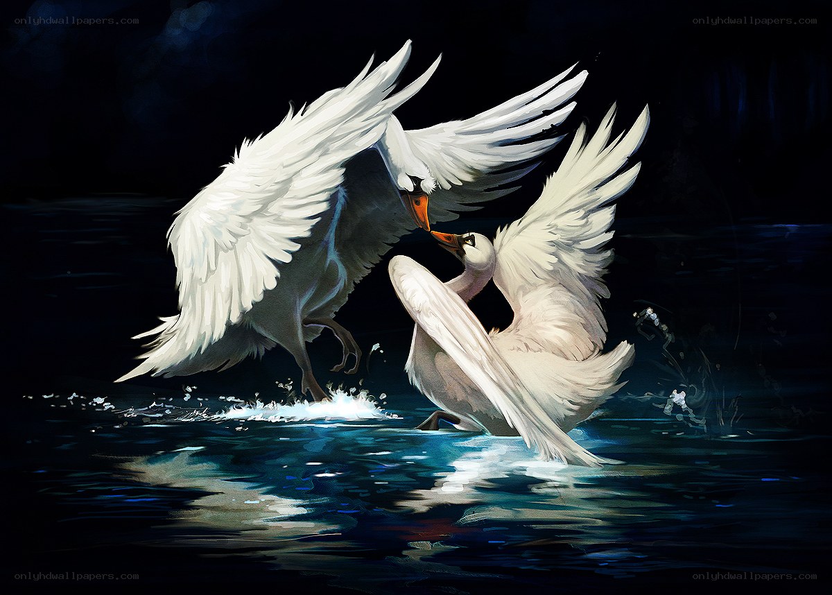 Swans in a Night Duel