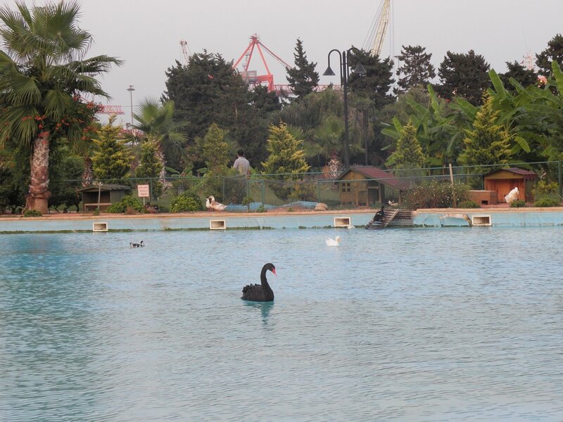 Swans in a park pond