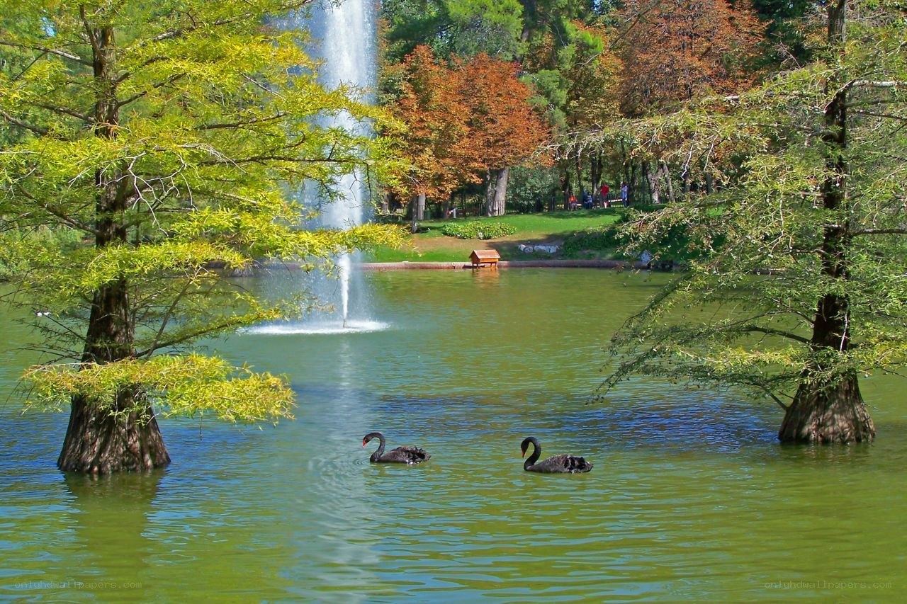 Swans in a park pond
