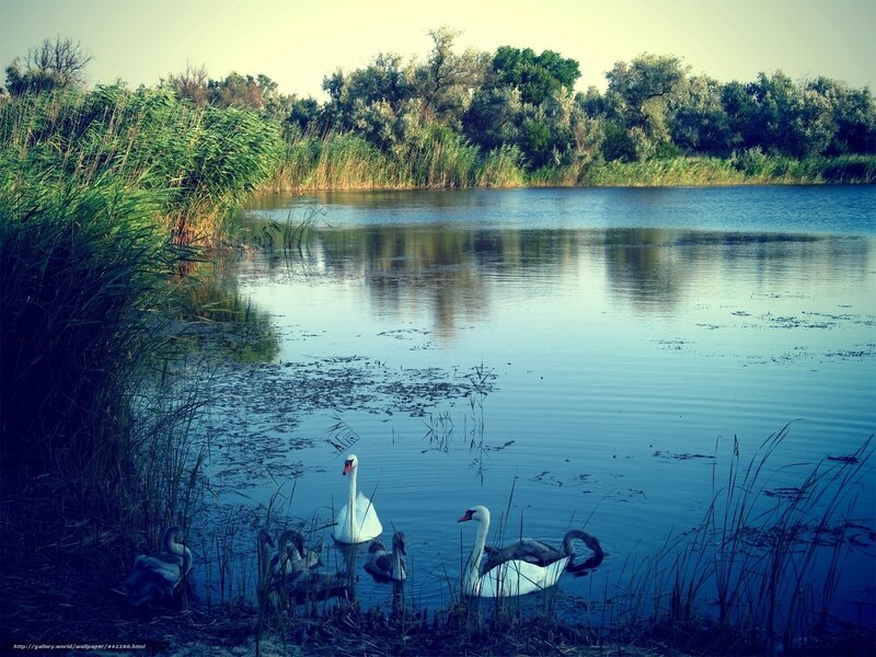 Swans in a Pond — Blue, Serene, Afternoon, Photograph, Reeds, Trees
