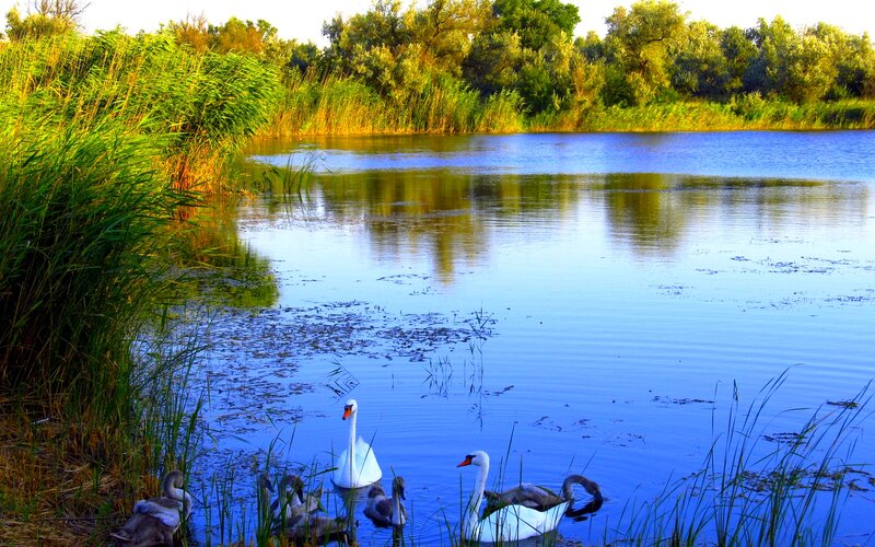 Swans in a Pond — Blue