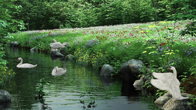 Swans in a Pond — Green, Serene