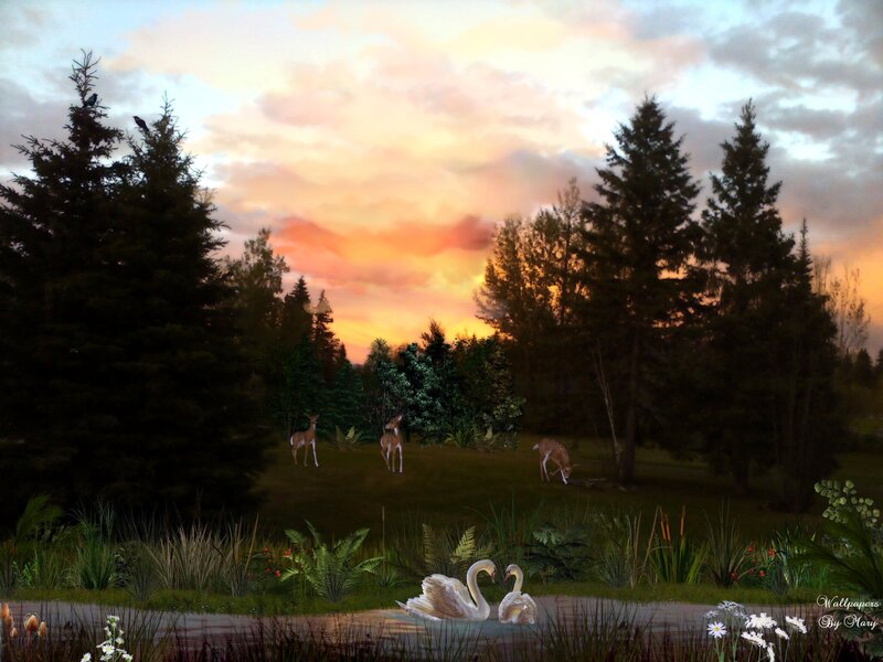 Swans in a Pond — Orange