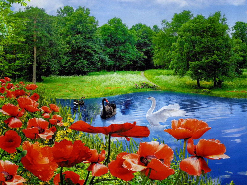 Swans in a Pond — Red
