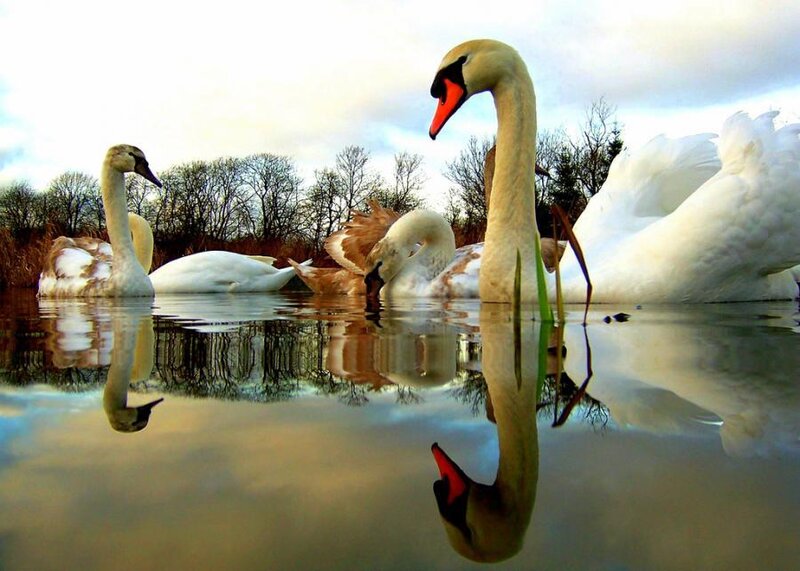 Swans in a Pond