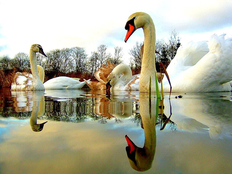 Swans in a Pond — White, Serene, Afternoon