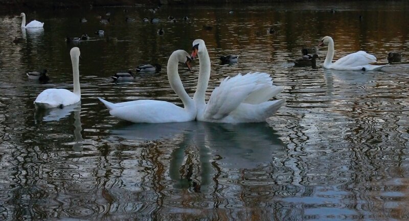 Swans in a Pond — White, Serene, Autumn