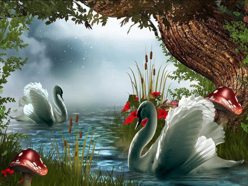 Swans in a Pond — White, Serene