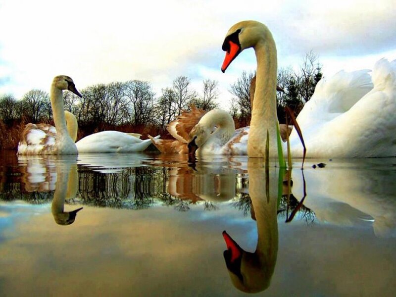 Swans in a Pond — White