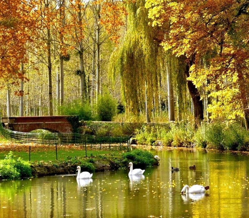 Swans in a Pond — Yellow