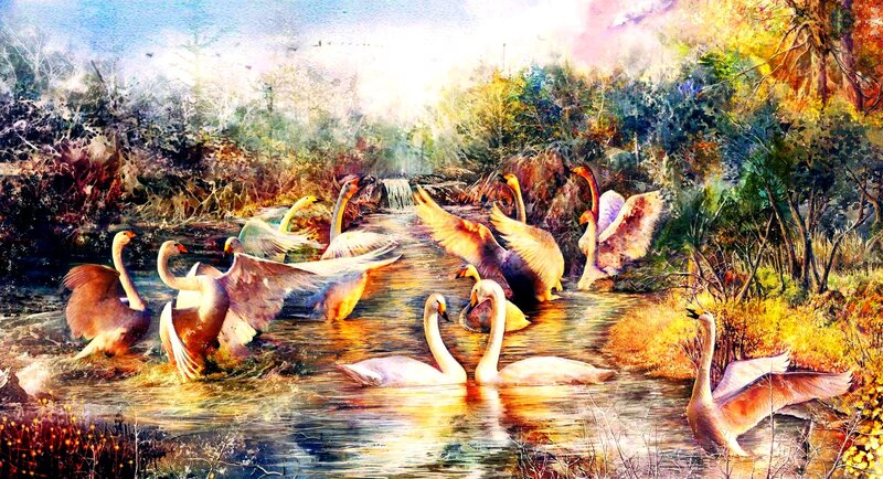 Swans in a River — White