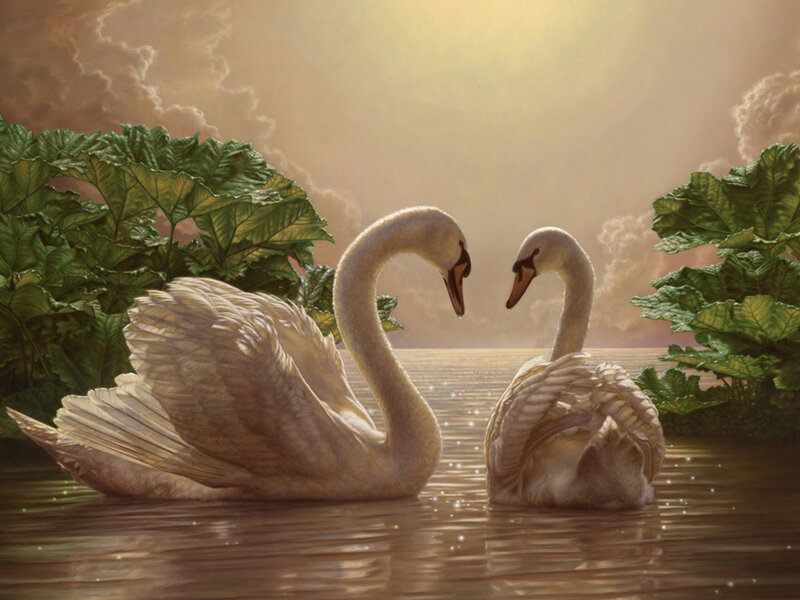 Swans in a serene lake