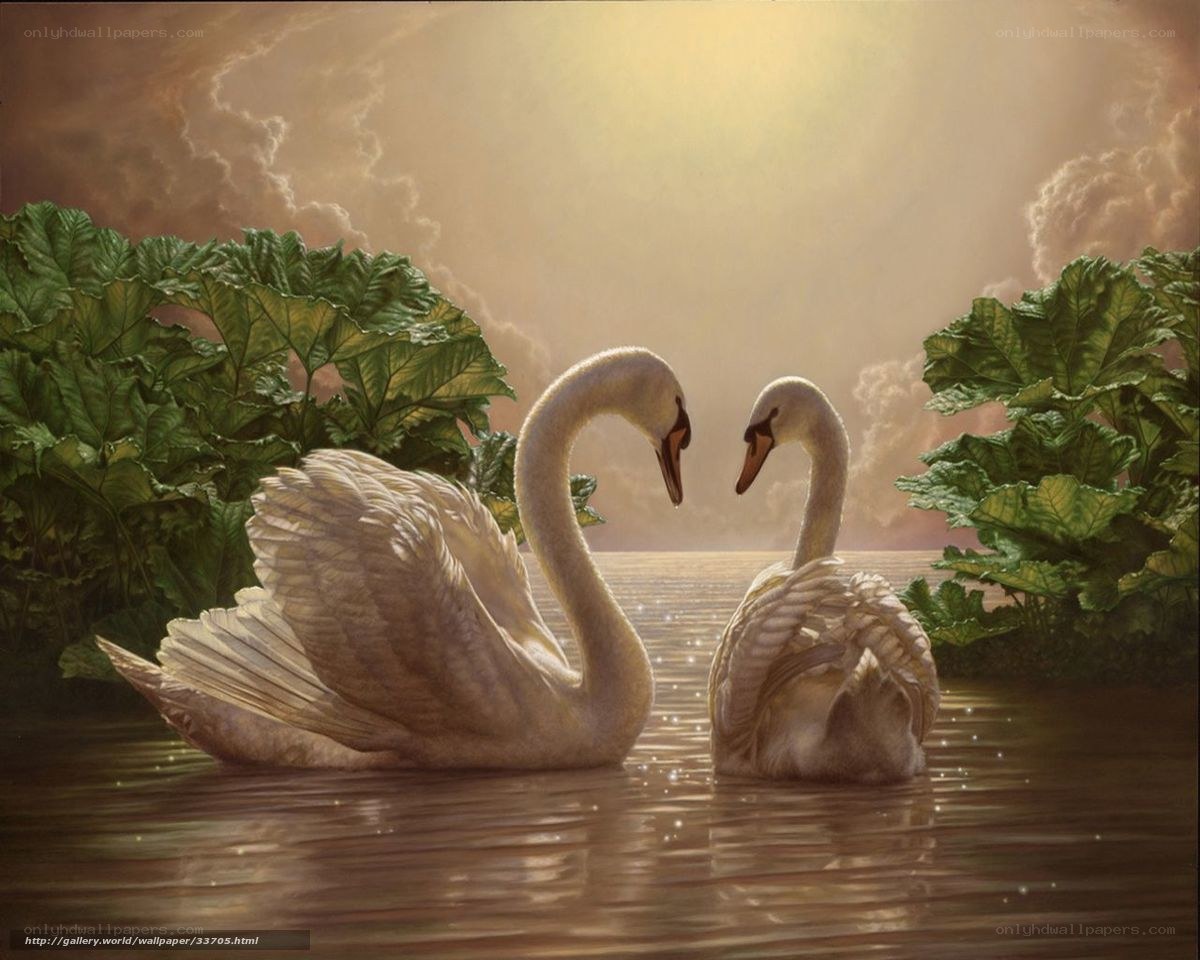 Swans in a serene lake