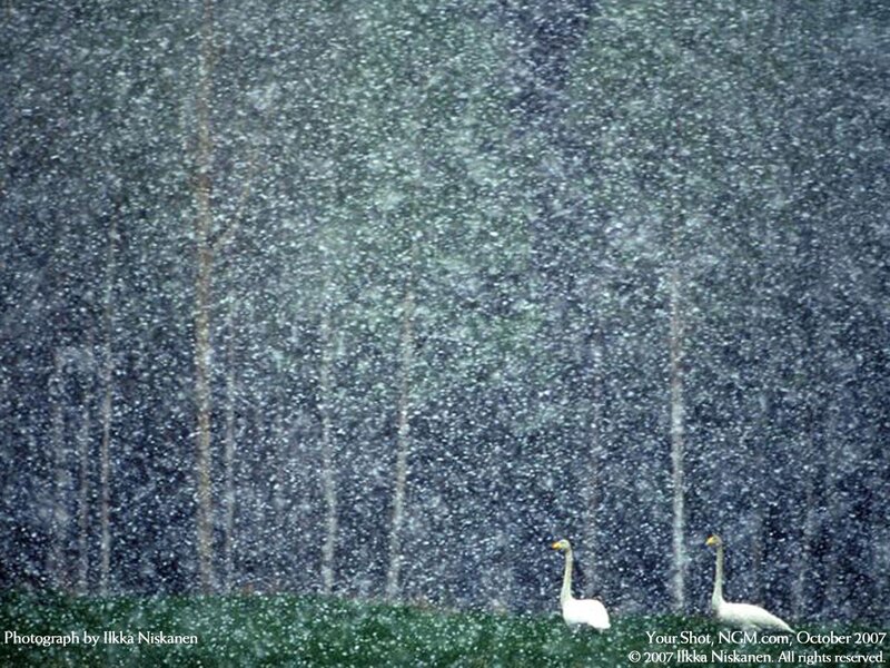 Swans in a snowstorm