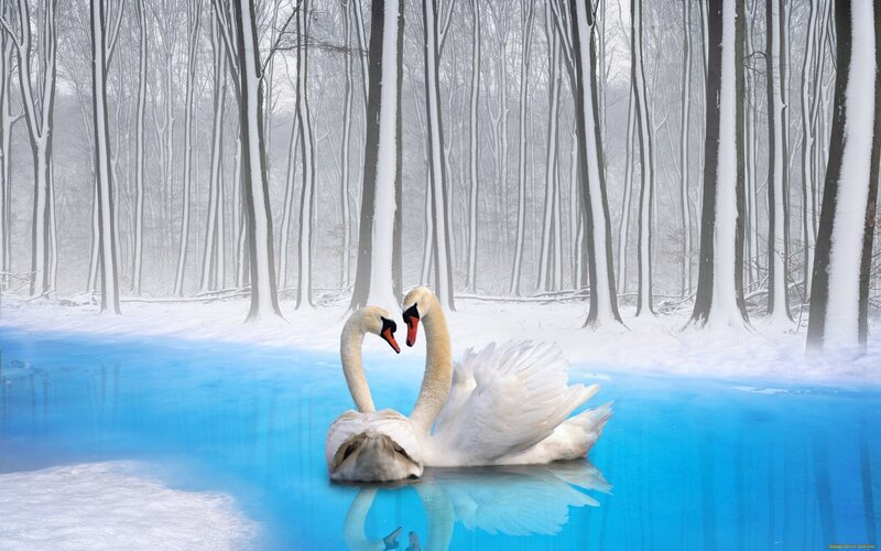 Swans in a snowy forest