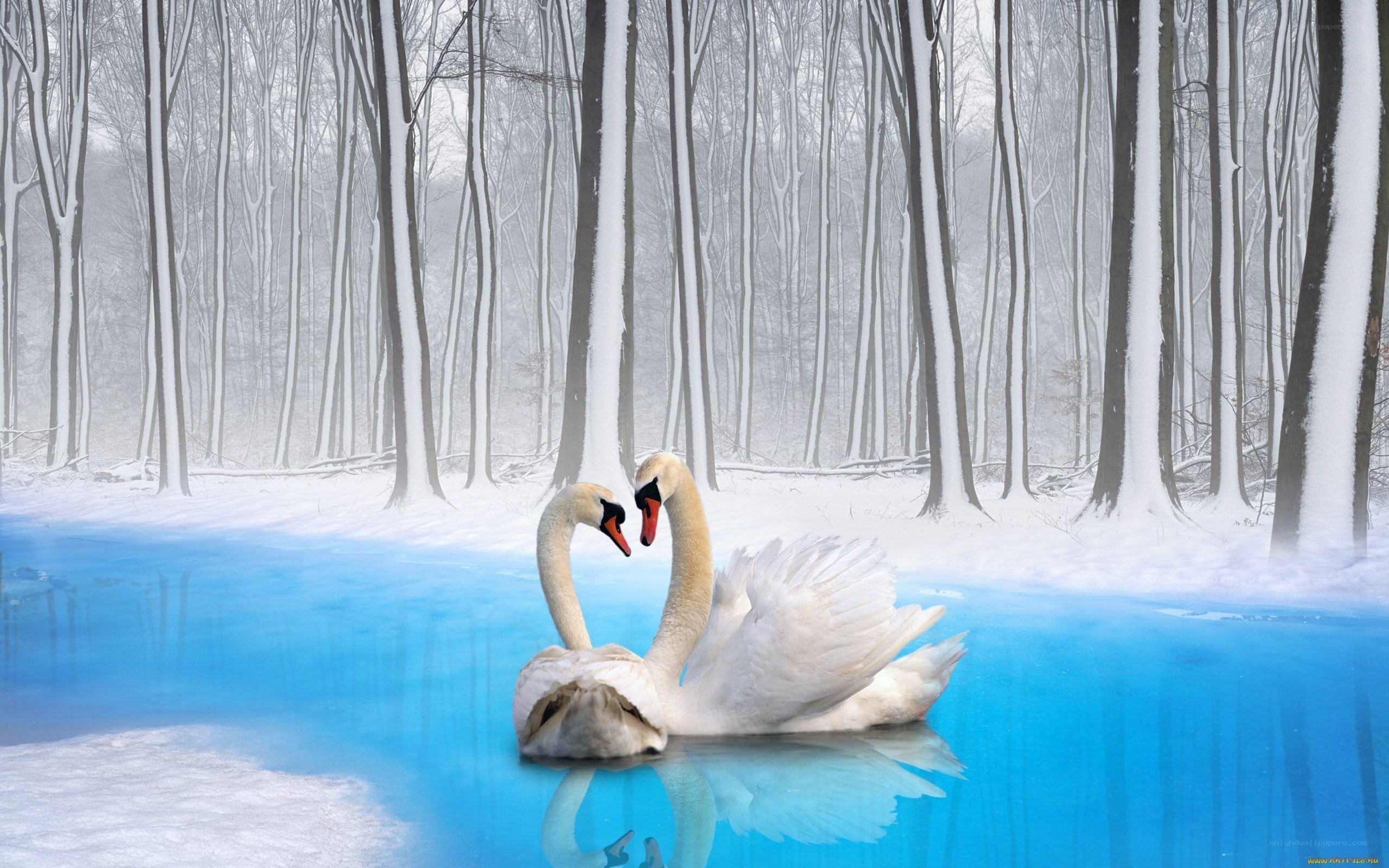 Swans in a snowy forest