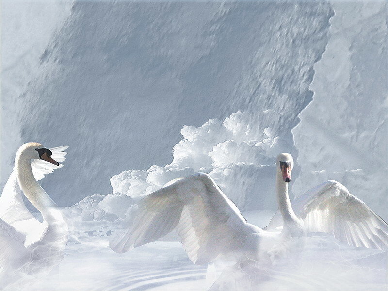 Swans in a snowy landscape