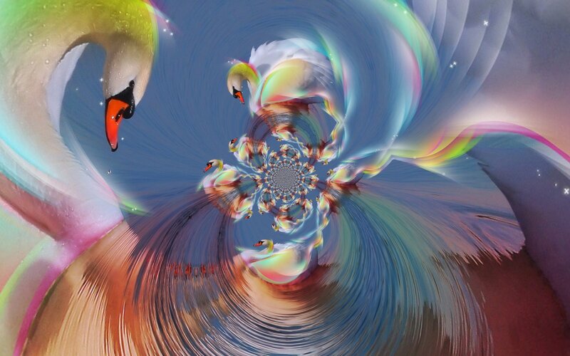 Swans in a Spiral