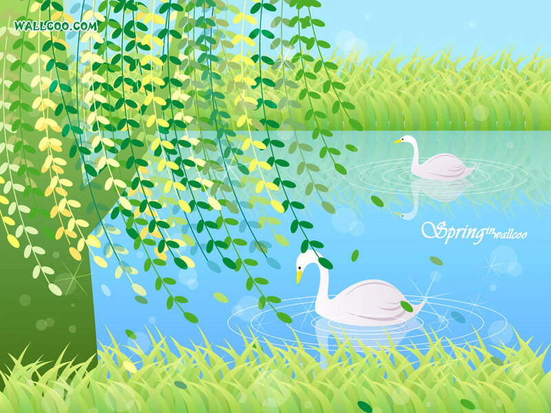 Swans in a spring pond