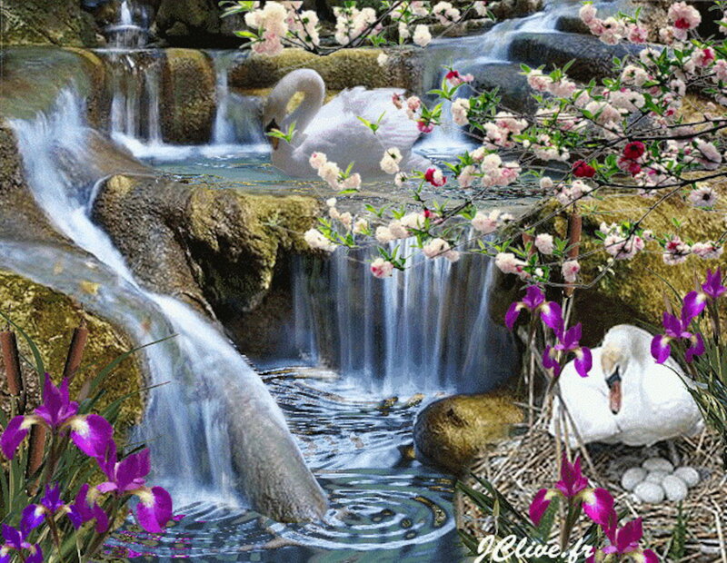 Swans in a Stream