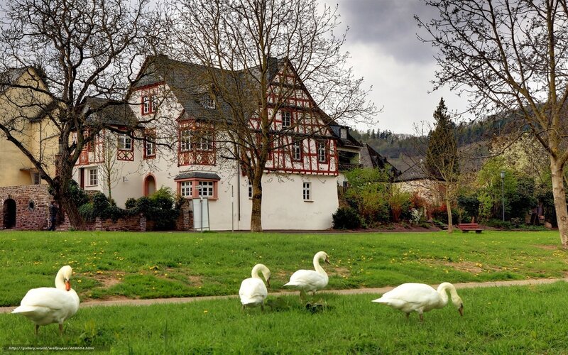 Swans in a village park