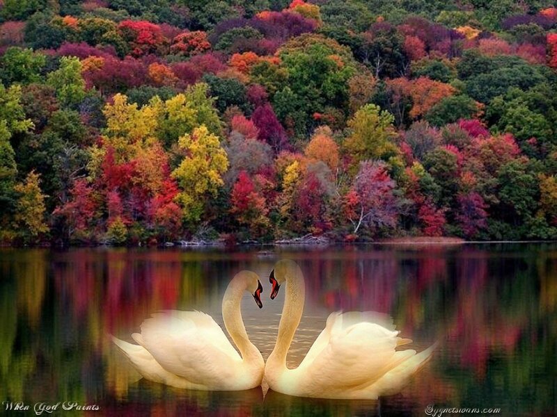 Swans in autumn colors