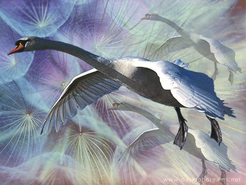 Swans in flight against dandelions