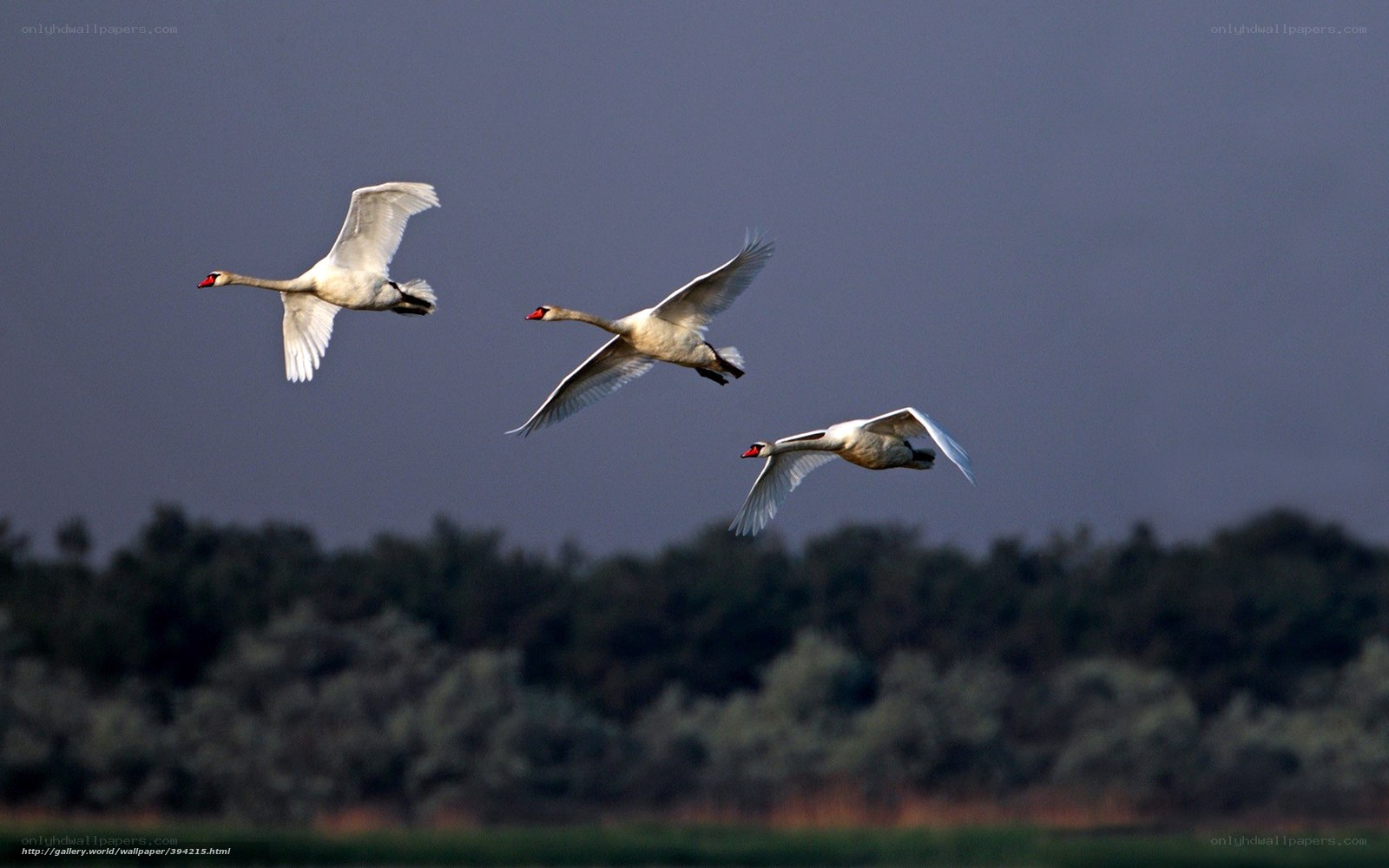 swans in flight over trees
