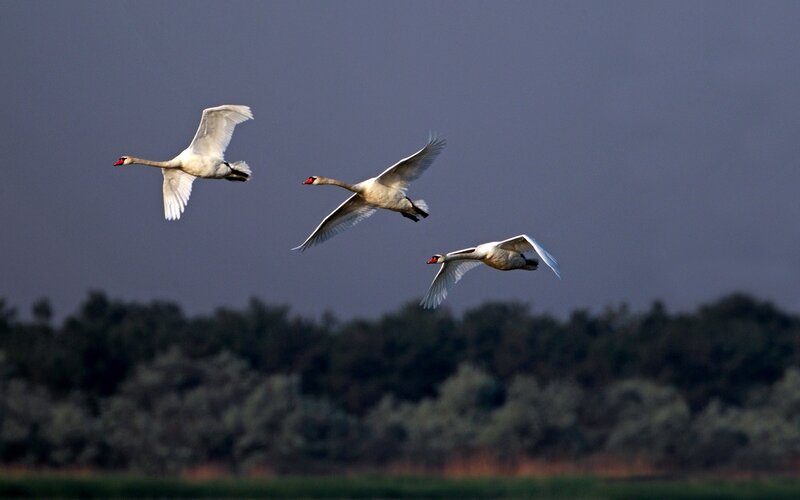 swans in flight over trees
